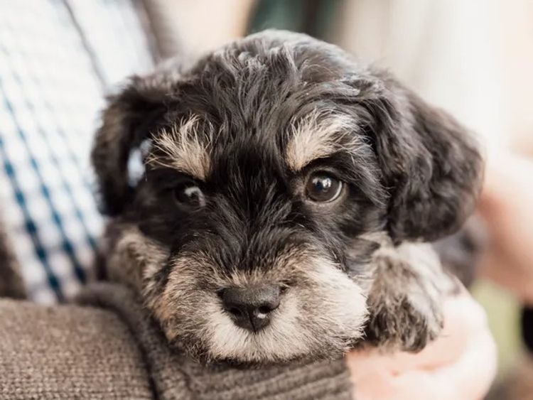 MiriCol Paws Schnauzers