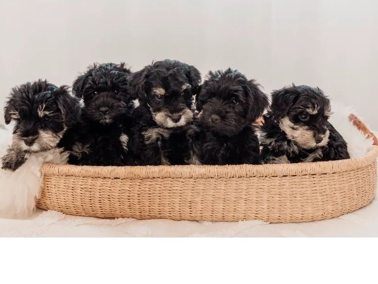 MiriCol Paws Schnauzers