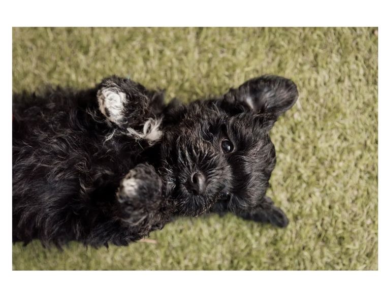 MiriCol Paws Schnauzers