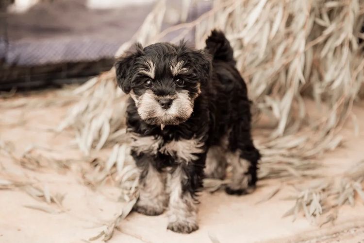 MiriCol Paws Schnauzers