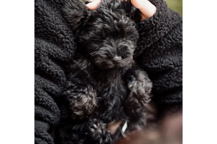 MiriCol Paws Schnauzers