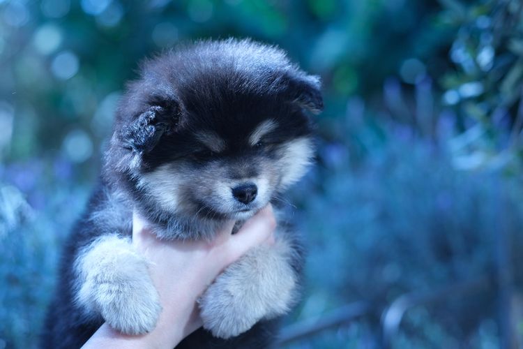 Tirnacu Finnish Lapphunds