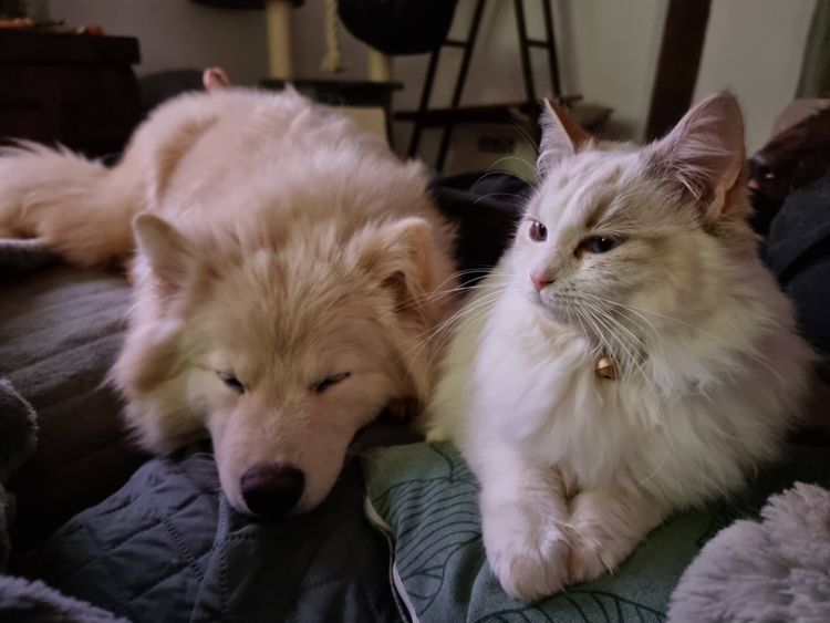 Tirnacu Finnish Lapphunds