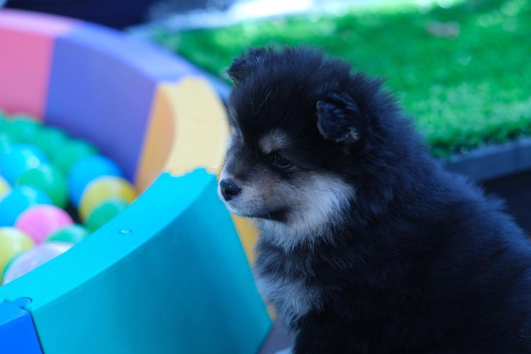 Tirnacu Finnish Lapphunds