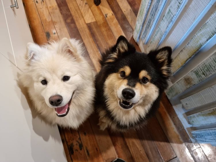 Tirnacu Finnish Lapphunds