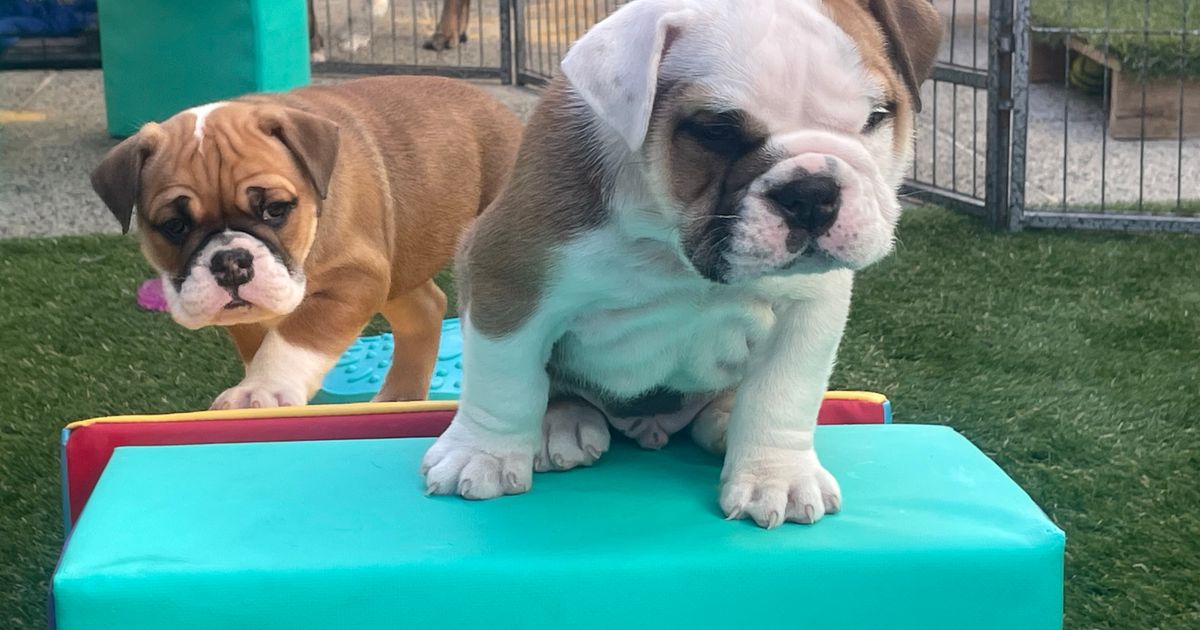 White bulldog australian Good gun for conceal and carry
