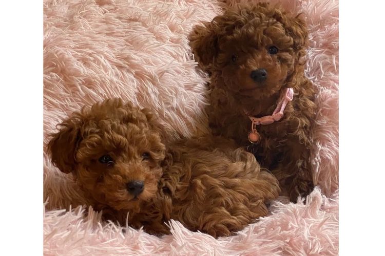 Toypoodlebliss Toy Poodles