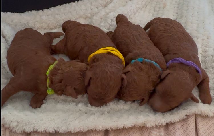 Toypoodlebliss Toy Poodles