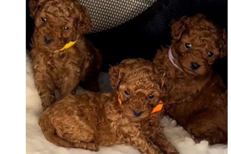 Toypoodlebliss Toy Poodles