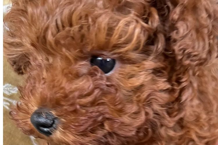 Toypoodlebliss Toy Poodles