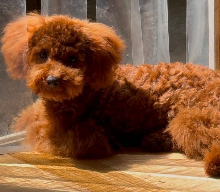 Toypoodlebliss Toy Poodles