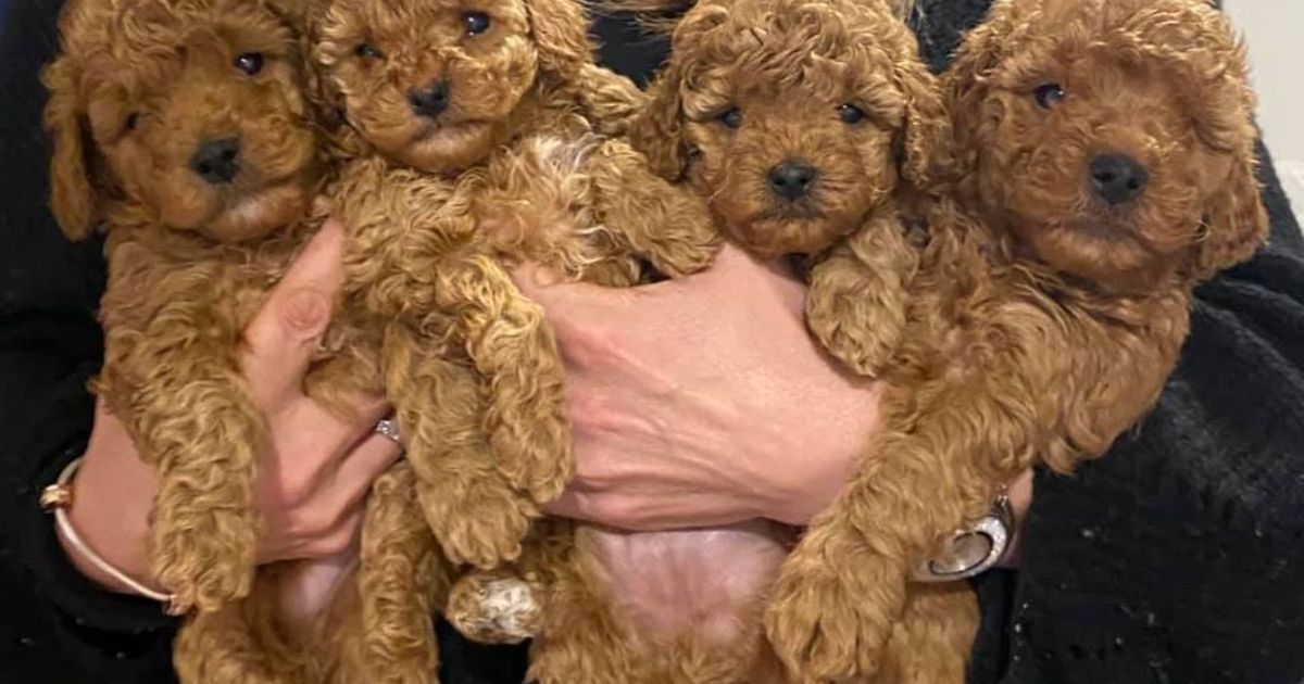 Toypoodlebliss Toy Poodles, responsible breeder in Victoria RightPaw