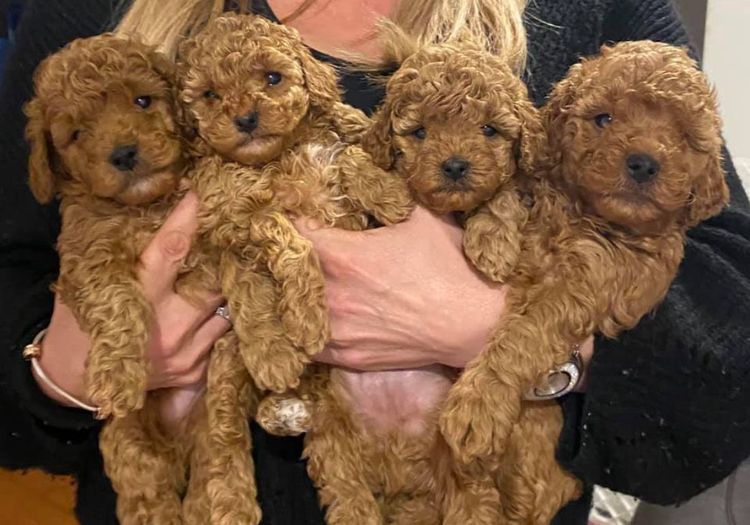 Toypoodlebliss Toy Poodles