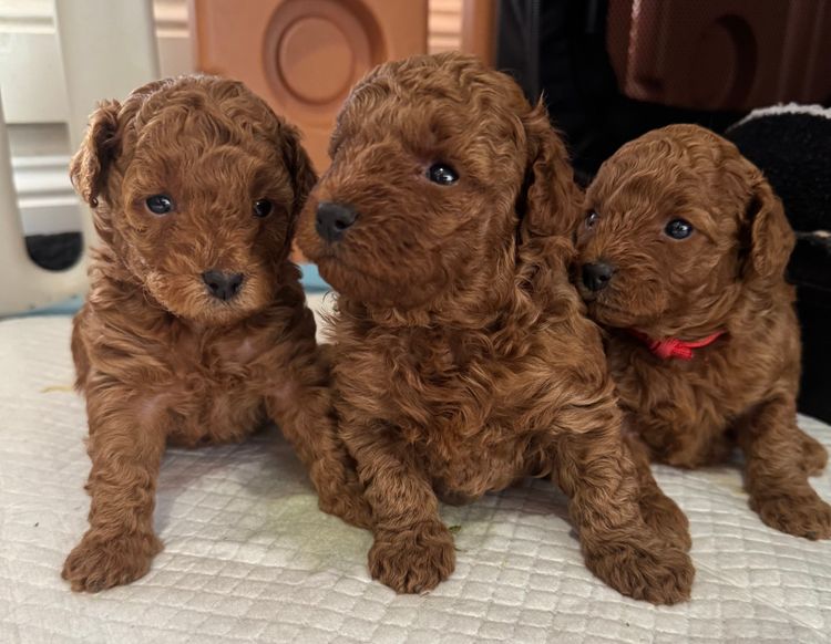 Toypoodlebliss Toy Poodles