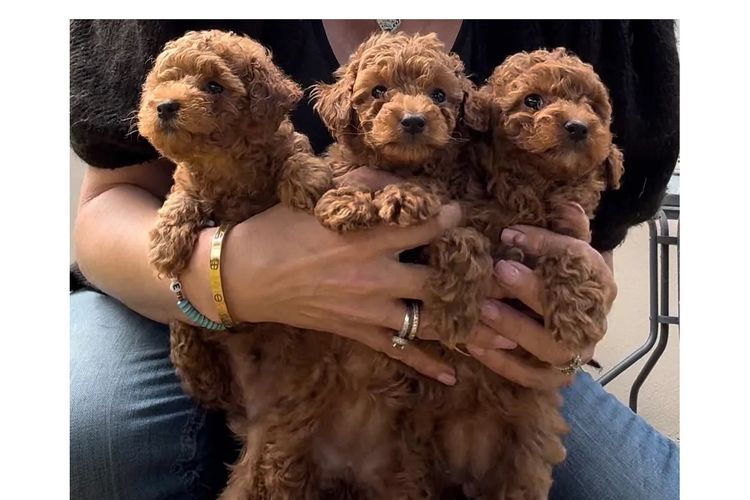 Toypoodlebliss Toy Poodles