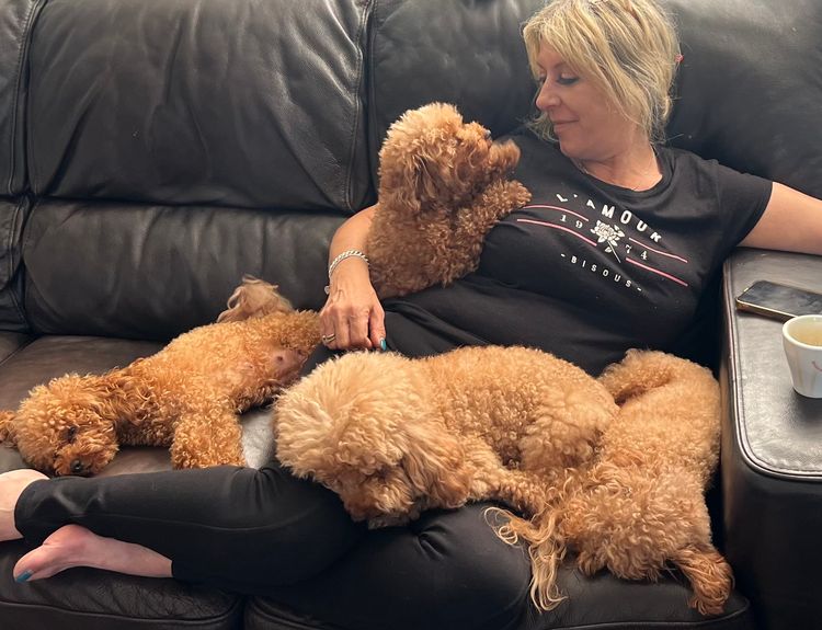 Toypoodlebliss Toy Poodles