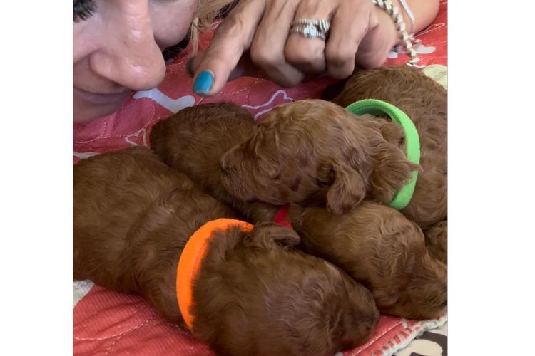 Toypoodlebliss Toy Poodles