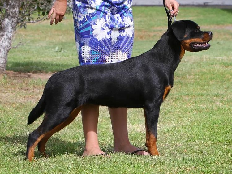 Gameguard Rottweilers