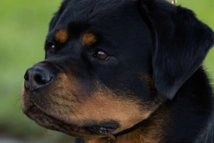 Gameguard Rottweilers