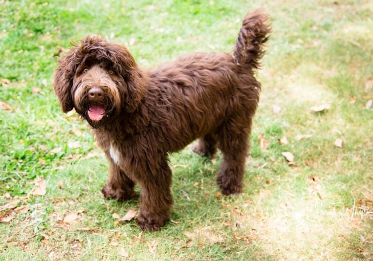Caralee Labradoodles