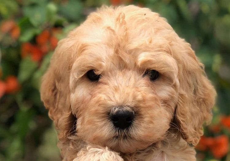 Caralee Labradoodles