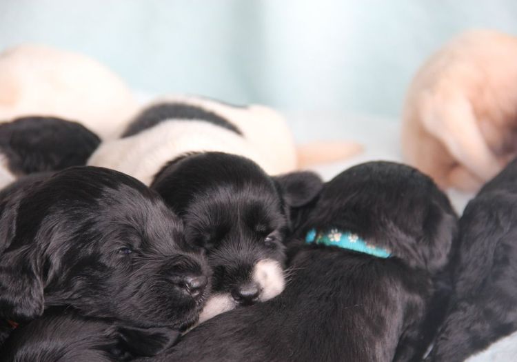 Caralee Labradoodles