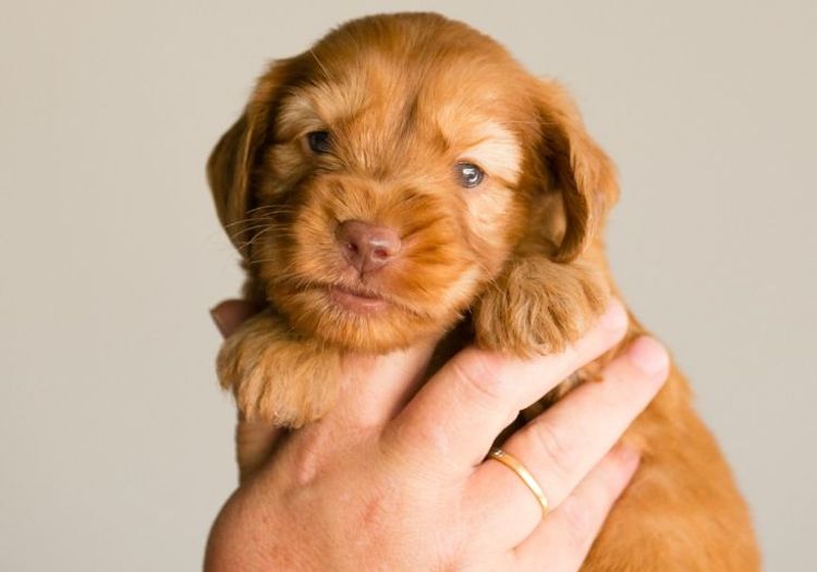 Caralee Labradoodles