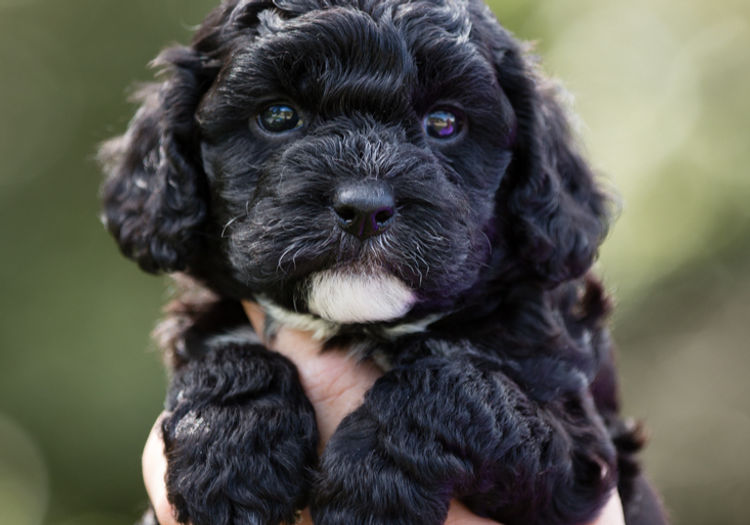 Caralee Labradoodles