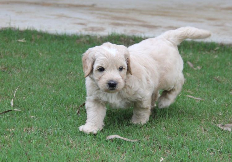 Caralee Labradoodles