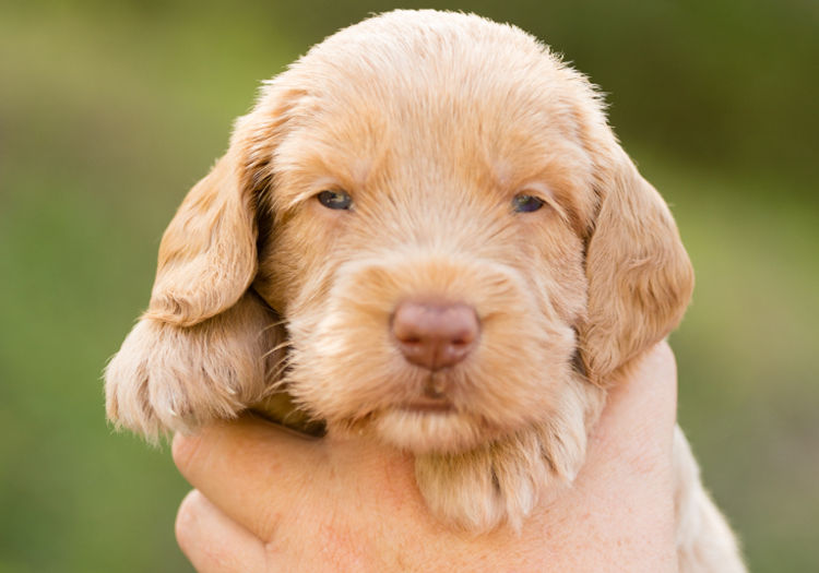 Caralee Labradoodles