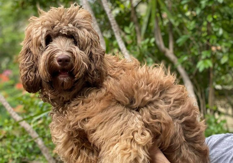 Caralee Labradoodles