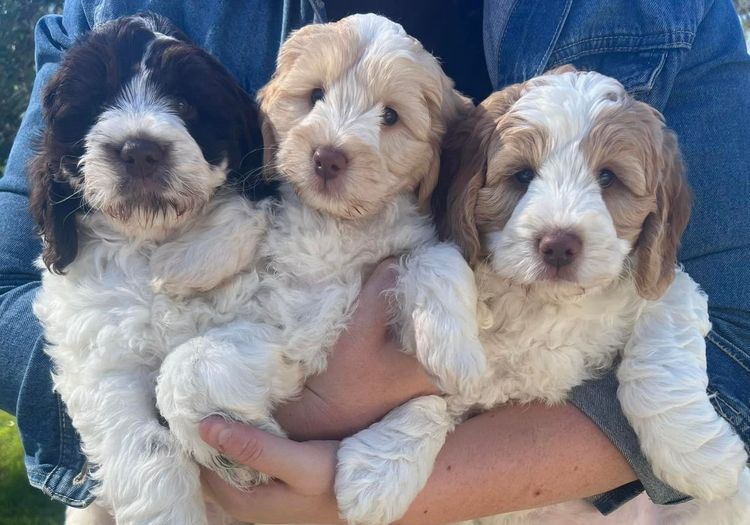 Caralee Labradoodles
