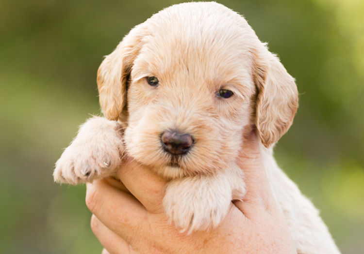 Caralee Labradoodles