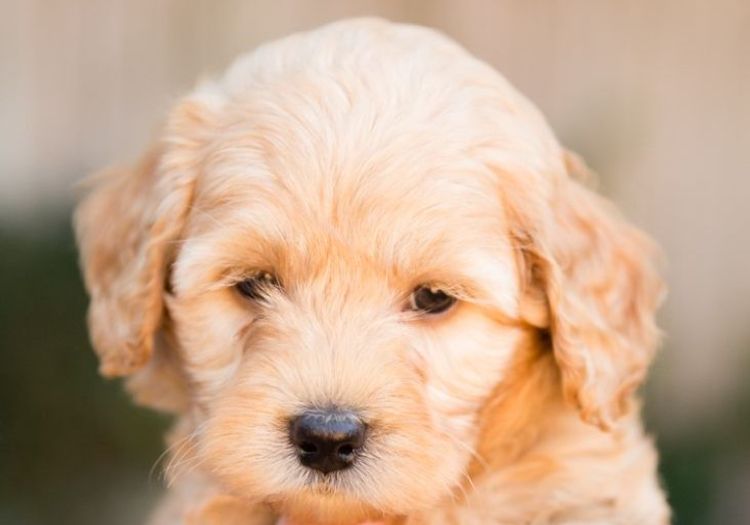 Caralee Labradoodles