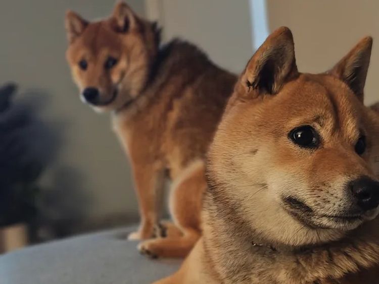 Mochi Shiba Inu