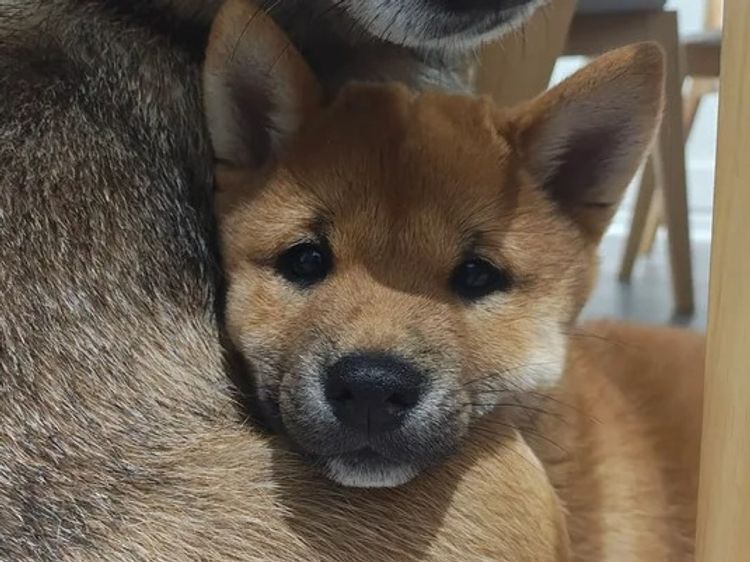 Mochi Shiba Inu