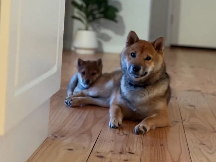 Mochi Shiba Inu