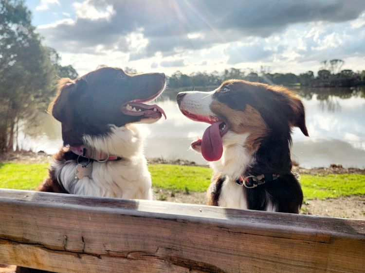 Gilchrist Border Collies