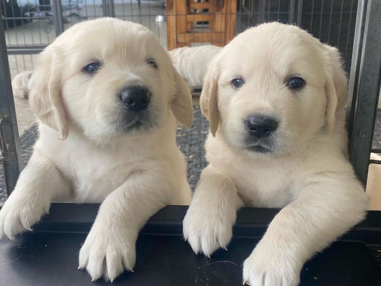 Lakebucca Goldens ( MDBA)