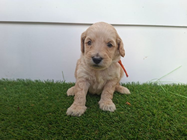 Labradoodles by Designer Oodles of Adelaide