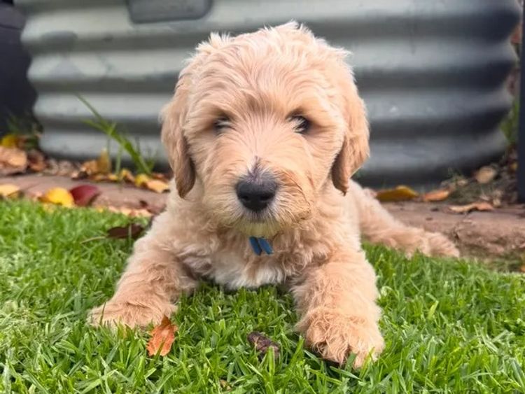 Labradoodles by Designer Oodles of Adelaide