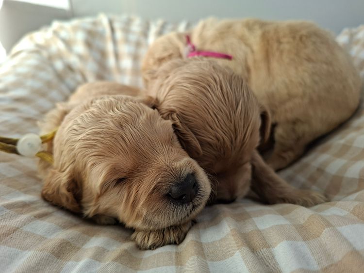 Labradoodles by Designer Oodles of Adelaide