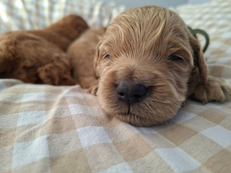 Labradoodles by Designer Oodles of Adelaide