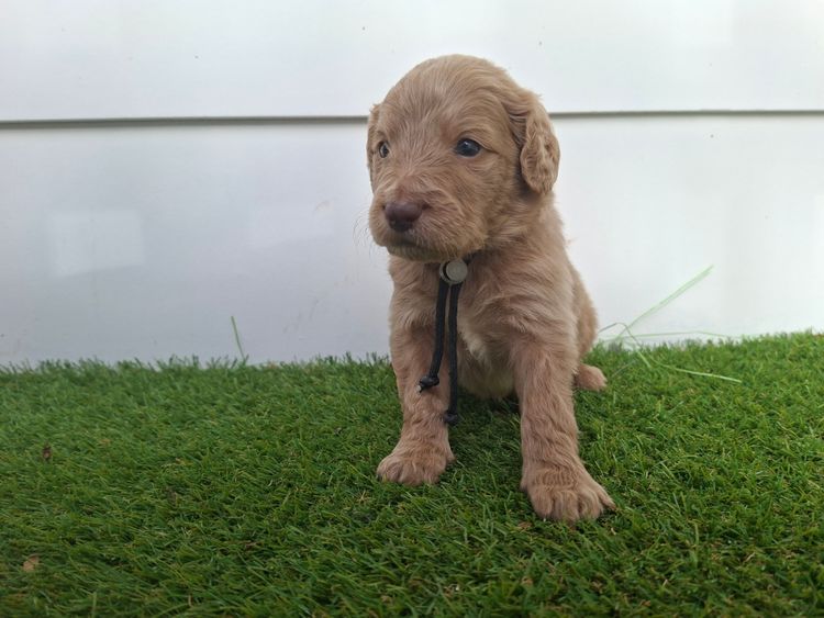 Labradoodles by Designer Oodles of Adelaide
