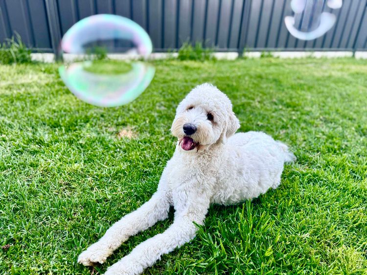 Labradoodles by Designer Oodles of Adelaide