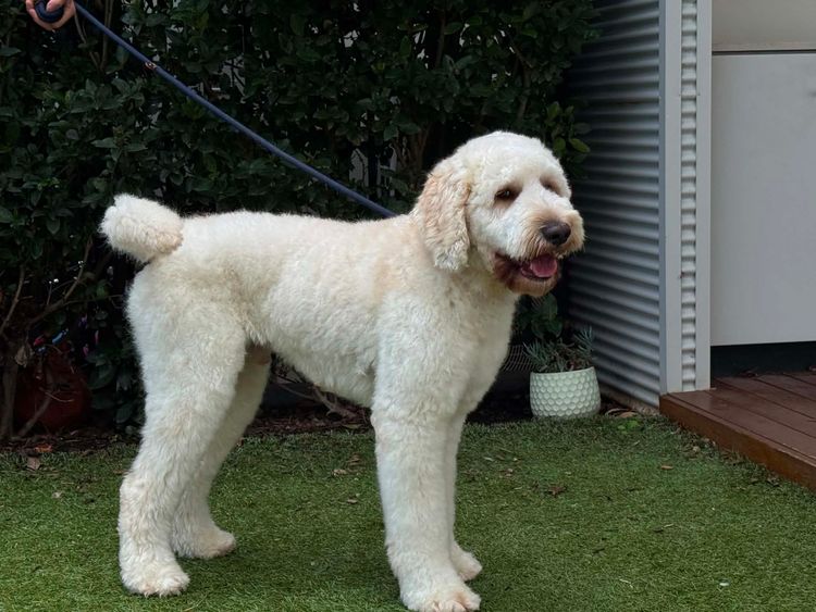 Labradoodles by Designer Oodles of Adelaide