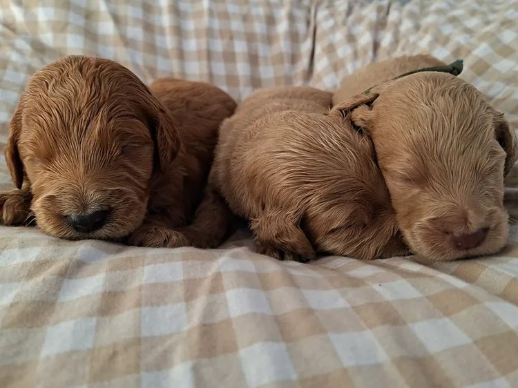 Labradoodles by Designer Oodles of Adelaide