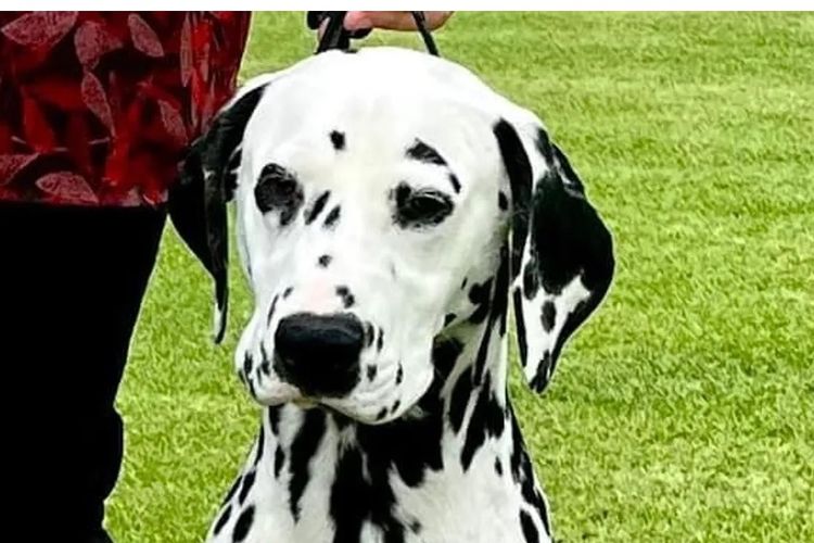 Troubadour Dalmatians
