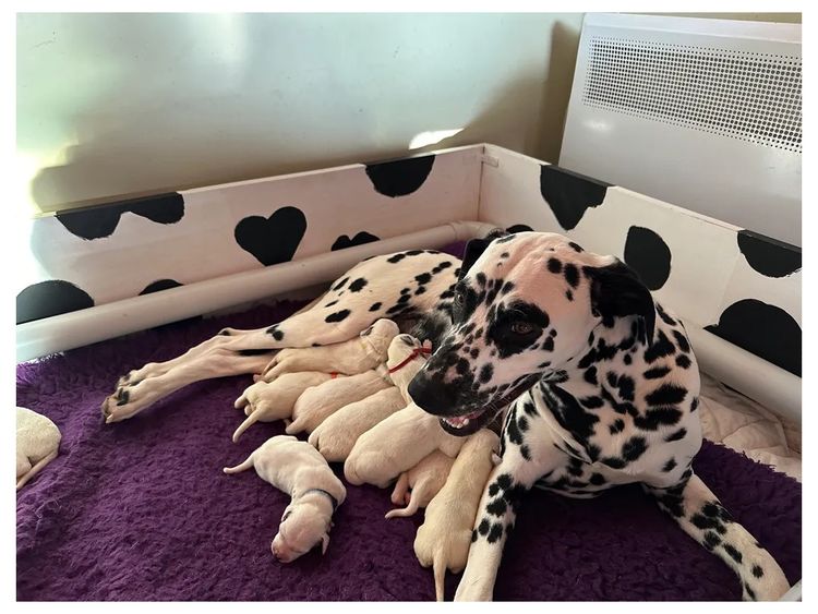 Troubadour Dalmatians