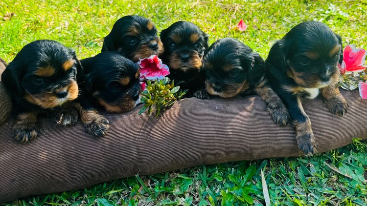 STKIRSTELLE Cavalier King Charles Spaniels